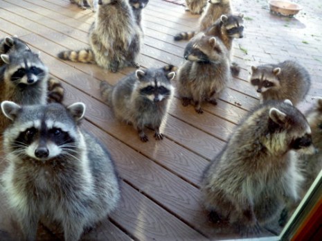 raccoons